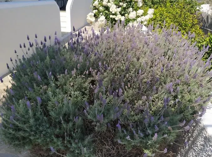 Appartement Chaido Plaka (Milos)